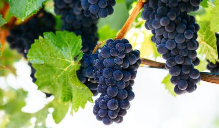 Big City Chefs - California Pinot
