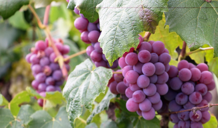 German Wines