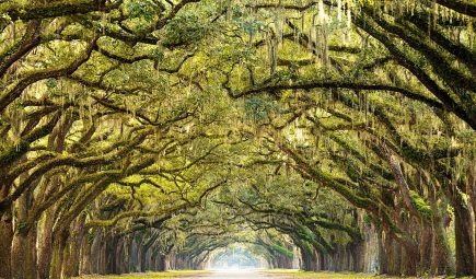 tzoo.33886.0.451808.Savannah_shutterstock_236018200